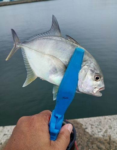 メッキの釣果