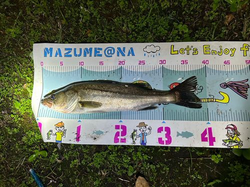 シーバスの釣果