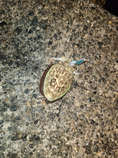 モンゴウイカの釣果