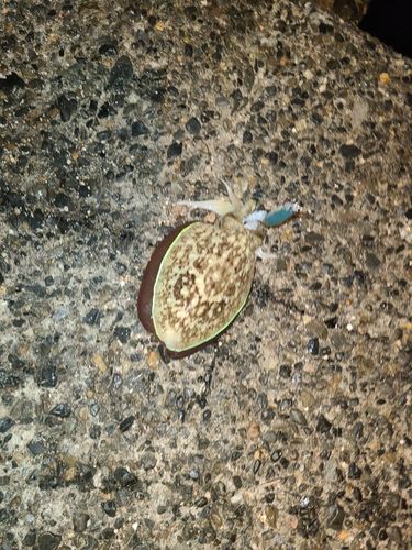 モンゴウイカの釣果