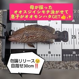 オオモンハタ