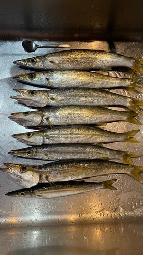カマスの釣果