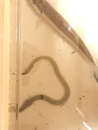 鳴瀬川下流