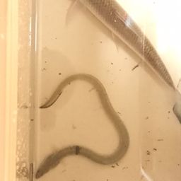 ウナギ