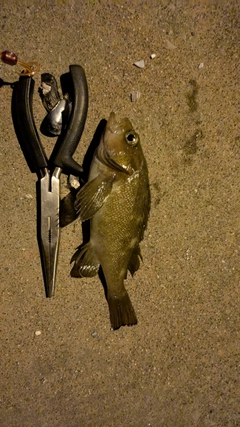 ガヤの釣果