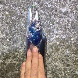 タチウオ