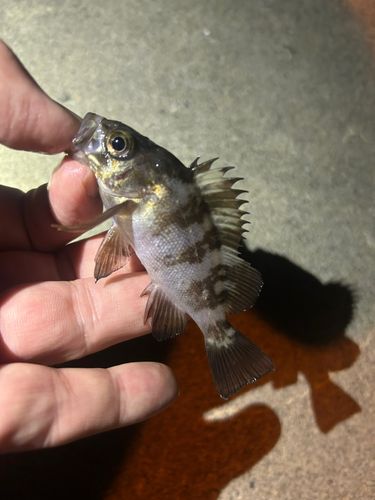 メバルの釣果