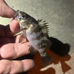 メバル