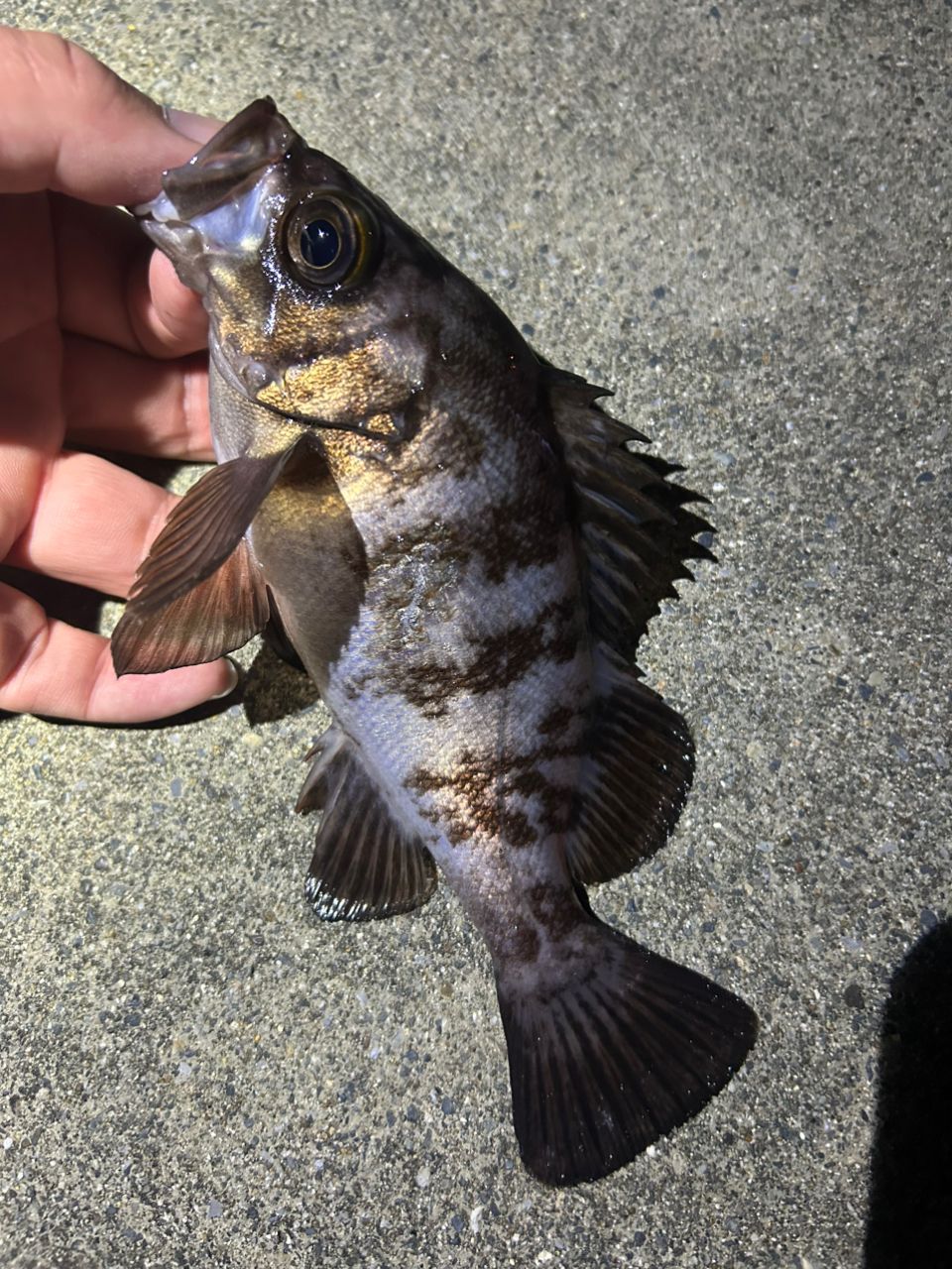 メバル