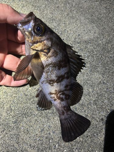 メバルの釣果