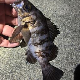 メバル