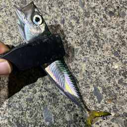 サバ