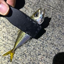 アジ