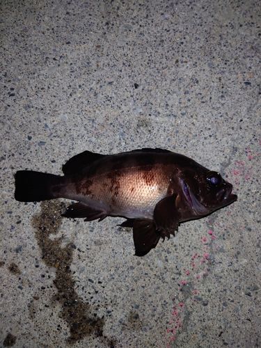 メバルの釣果