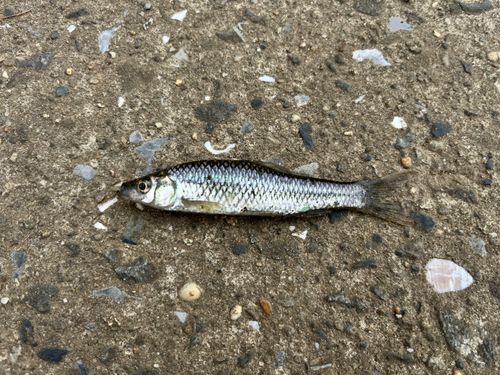 タモロコの釣果