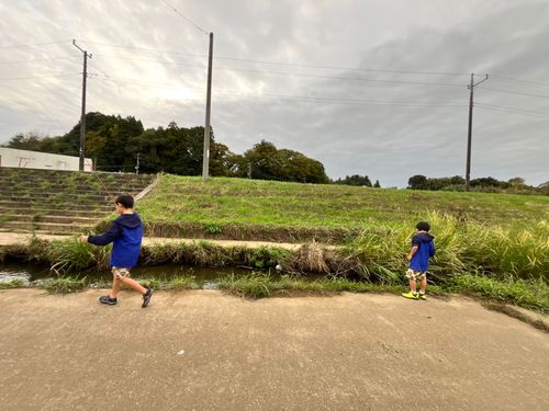 オイカワの釣果