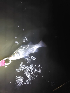 フッコ（ヒラスズキ）の釣果