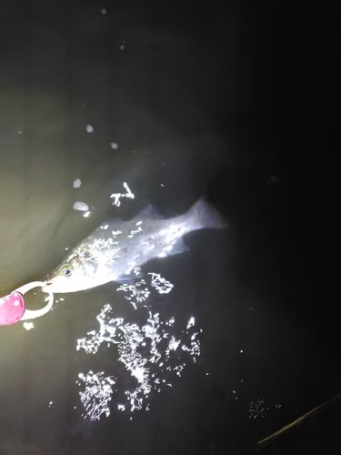 フッコ（ヒラスズキ）の釣果
