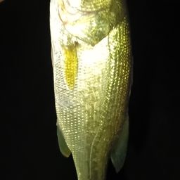ブラックバス
