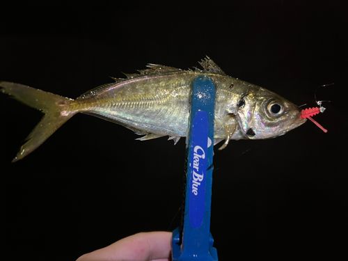 マアジの釣果
