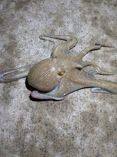 鹿島灘