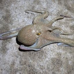 タコ
