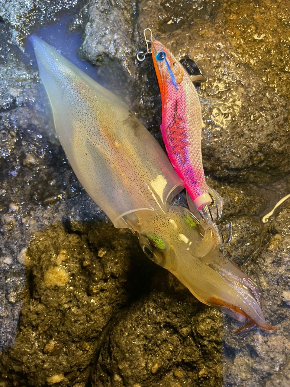 ヤリイカ