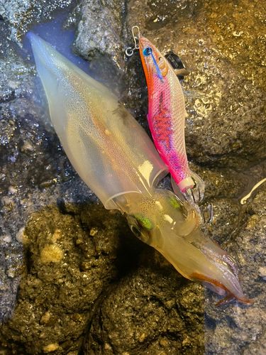 ヤリイカの釣果