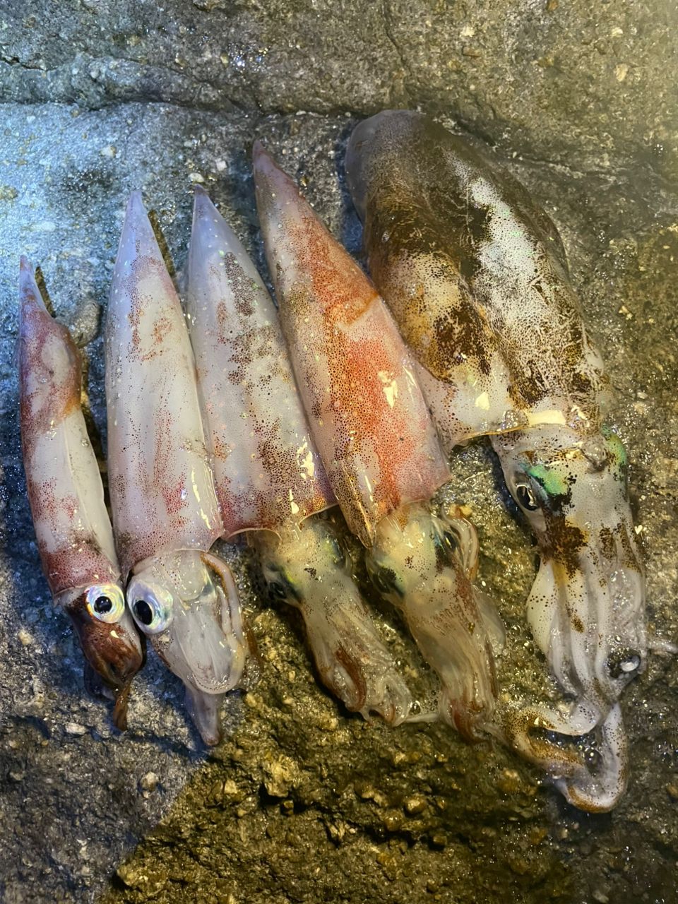 ヤリイカ