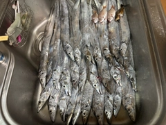 タチウオの釣果