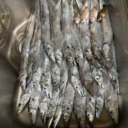 タチウオ