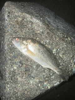 イシモチの釣果