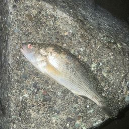 イシモチ