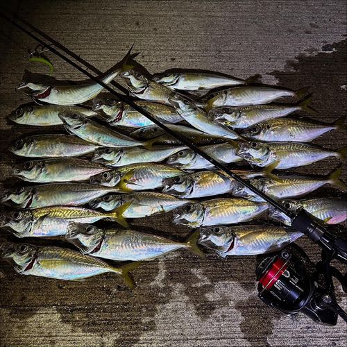 アジの釣果