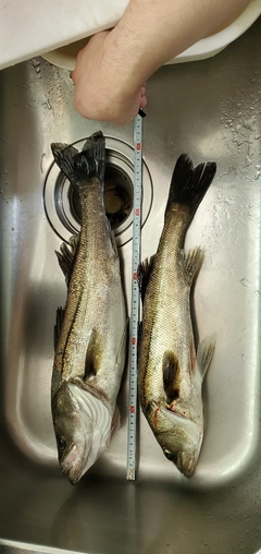 シーバスの釣果