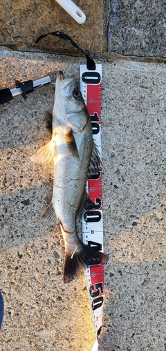 シーバスの釣果