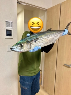 サワラの釣果