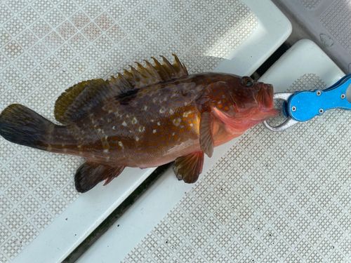 アコウの釣果