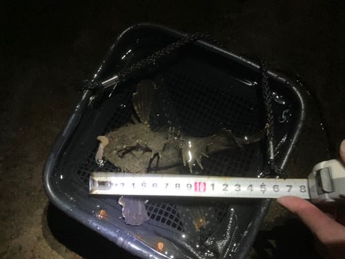 オニオコゼの釣果