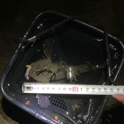 オニオコゼ