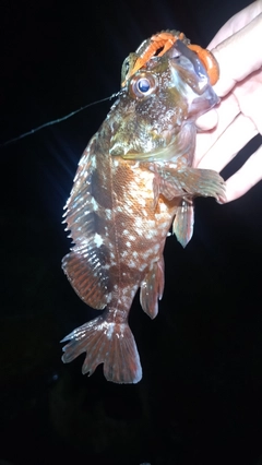 カサゴの釣果
