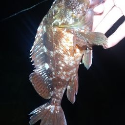 カサゴ