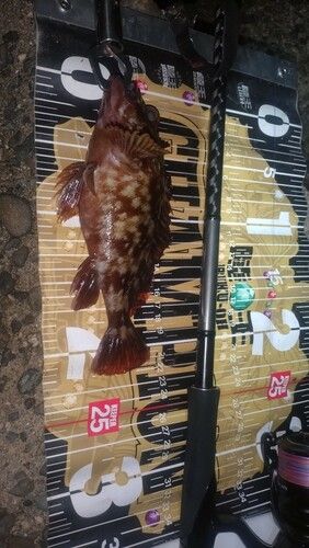 カサゴの釣果