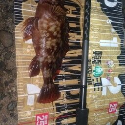 カサゴ