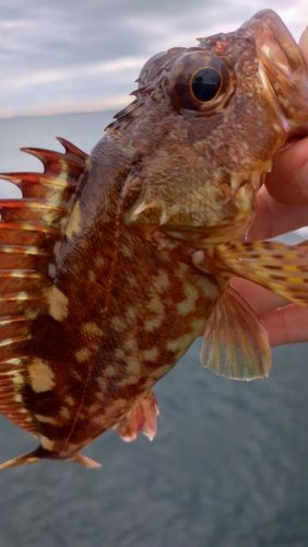 カサゴの釣果