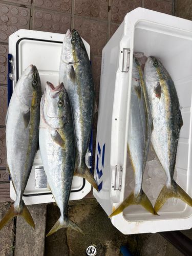 ワラサの釣果