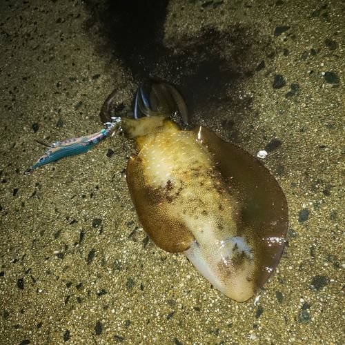 宮津湾