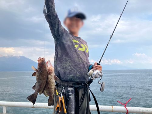 オオモンハタの釣果