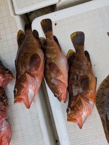 アコウの釣果