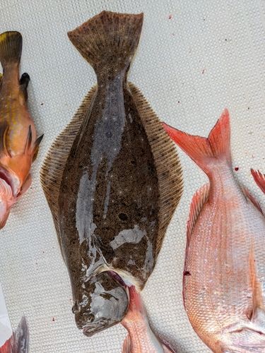 ヒラメの釣果